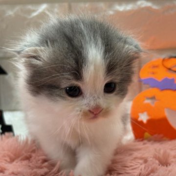 スコティッシュフォールド(折れ耳)【愛知県・男の子・2025年9月24日・ブルータビー&ホワイト】の写真「アイドル級な可愛さ！！メロメロなっちゃう❤」