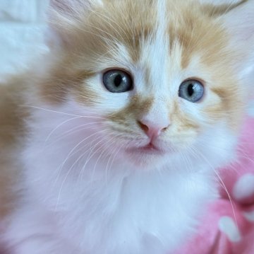 メインクーン【愛知県・男の子・2025年10月27日・レッドタビー&ホワイト】の写真「くりっとしたオメメ🩷カラーも綺麗な男の子です！」