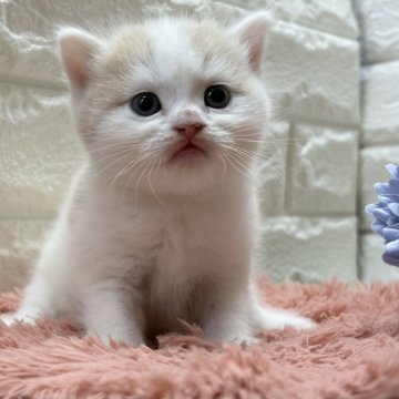 スコティッシュフォールド(立ち耳)【愛知県・男の子・2025年9月24日・クリームタビー&ホワイト(バン)】の写真「まんまんお顔に若干垂れ目？が可愛い❤️」