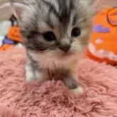 スコティッシュフォールド(立ち耳)
