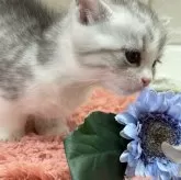 マンチカン(短足)【愛知県・女の子・2025年9月24日・シルバータビー&ホワイト】の写真1