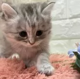 マンチカン(長足)