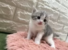 スコティッシュフォールド(立ち耳)【愛知県・女の子・2025年9月24日・ブルータビー&ホワイト】の写真2