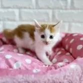 メインクーン【愛知県・女の子・2025年10月27日・レッドタビー&ホワイト】の写真2