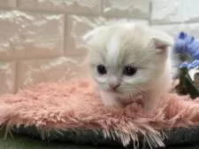 スコティッシュフォールド(折れ耳)【愛知県・男の子・2025年9月24日・クリームタビー&ホワイト(バン)】の写真4