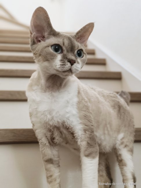 シャンシャン　｜糸井　美希(いとい　みき)ブリーダー(埼玉県・ミヌエットなど・CFA登録)の紹介写真2