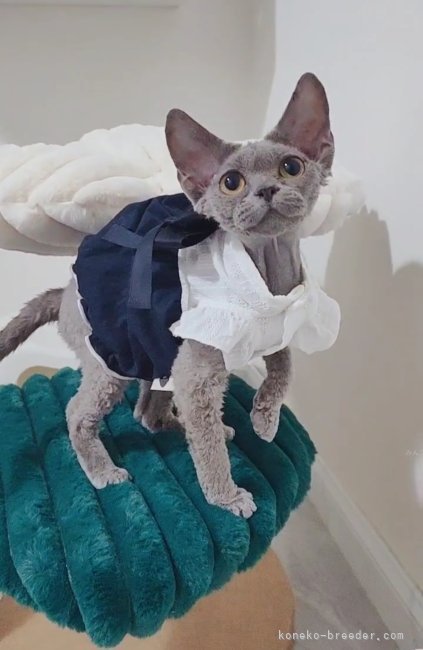 IVYちゃん｜糸井　美希(いとい　みき)ブリーダー(埼玉県・ミヌエットなど・CFA登録)の紹介写真3