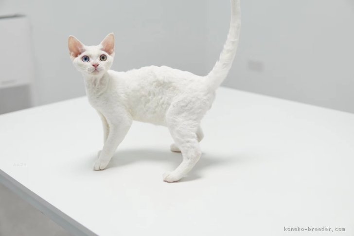 LEE君｜糸井　美希(いとい　みき)ブリーダー(埼玉県・ミヌエットなど・CFA登録)の紹介写真4