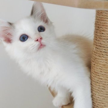 ラグドール【埼玉県・男の子・2023年3月10日・ブルーポイントバイカラー】の写真「イケメンな甘えん坊男子」
