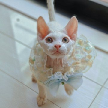 デボンレックス【埼玉県・男の子・2024年4月7日・ホワイト】の写真「一度キャンセルされ再販売価額です🉐
月末まで🈹」