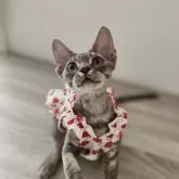 デボンレックス【埼玉県・女の子・2024年4月7日・ブルータビー】の写真1