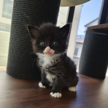 ラガマフィン【埼玉県・男の子・2025年2月8日・ブラック・ホワイト】の写真「バットマン」