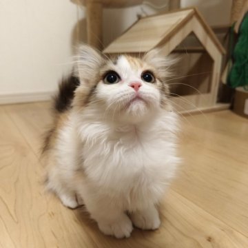 マンチカン(短足)【埼玉県・女の子・2025年2月21日・キャリコ】の写真「見学当日成約の方1万円引き致します🉐」