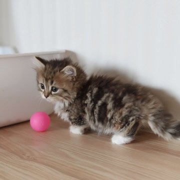 ミヌエット(短足)【埼玉県・女の子・2025年3月30日・ブルラウンパッチドタビー・ホワイト】の写真「激萌え」