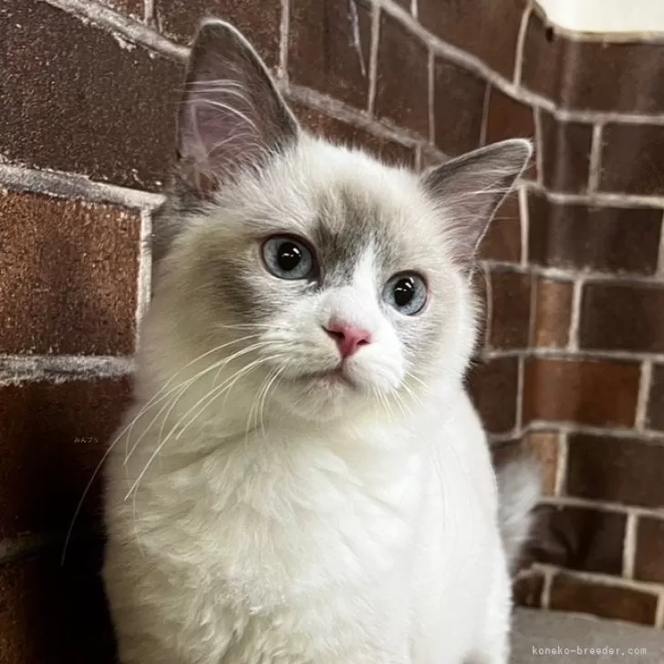 ID:2407-01190の子猫