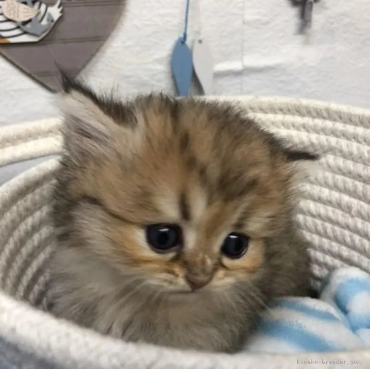 ID:2208-01820の子猫