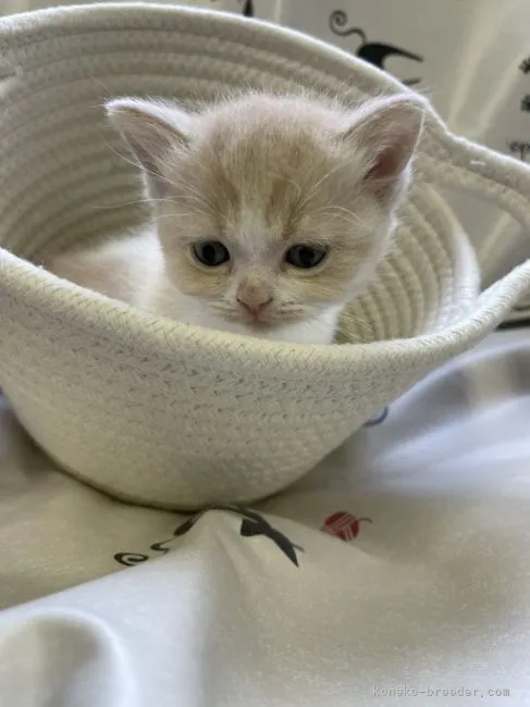 ID:2106-01990の子猫