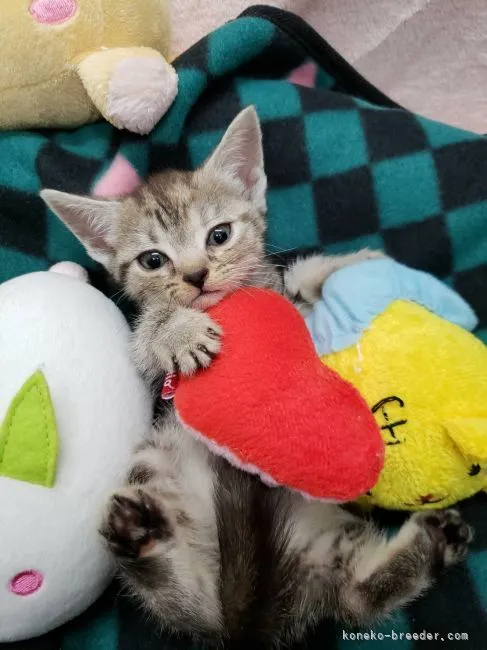 ID：2201-00374の子猫
