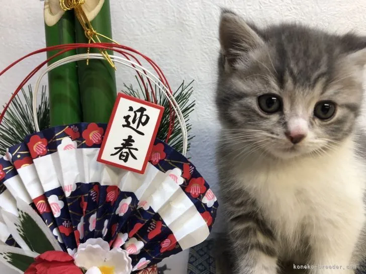 ID:2201-00347の子猫