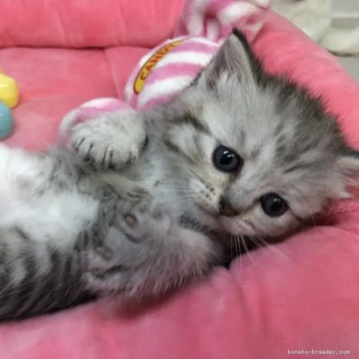 ID:2207-00713の子猫