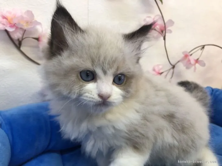 ID:2203-00646の子猫