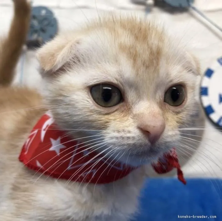 ID：2206-03240の子猫