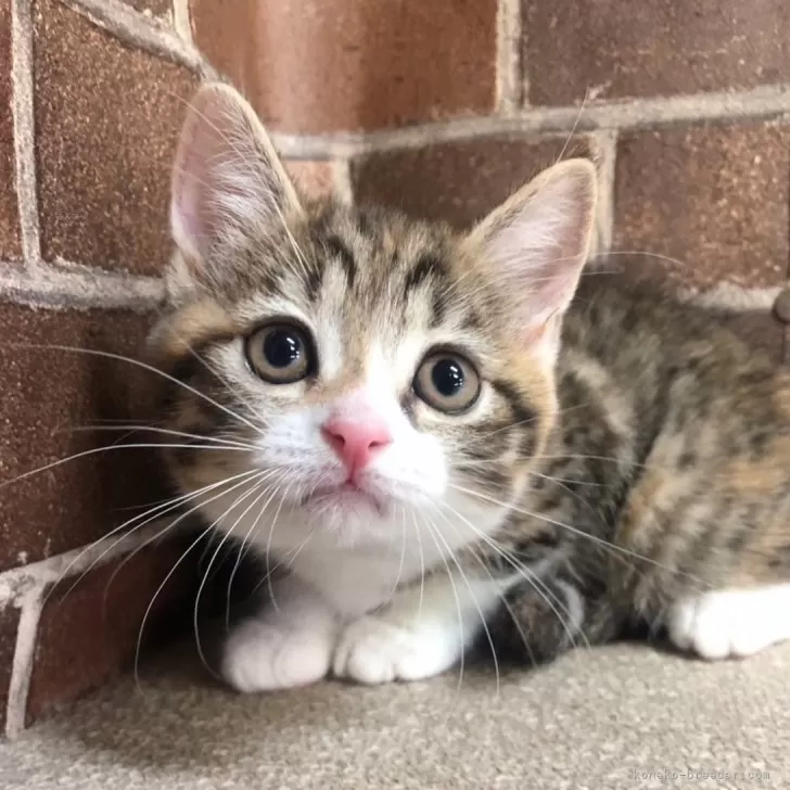 ID：2408-01220の子猫