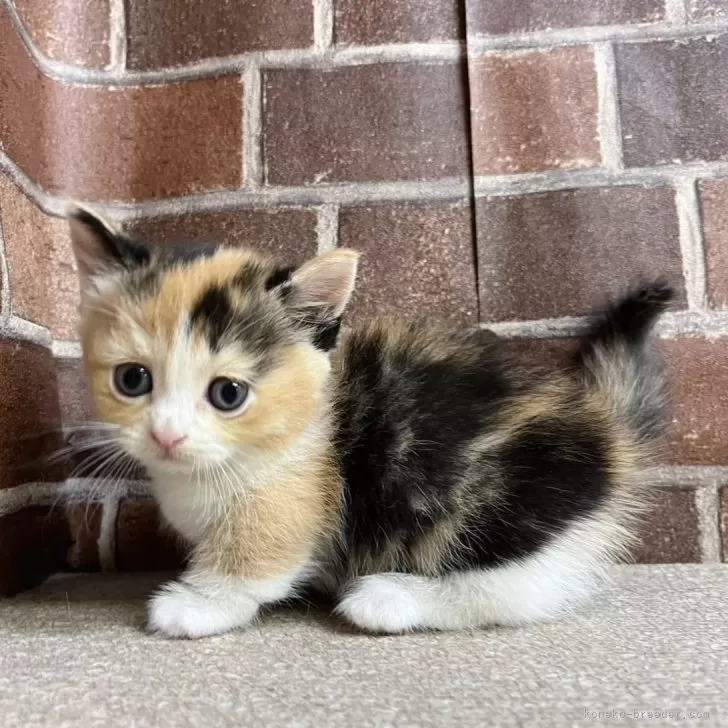 ID：2410-01761の子猫