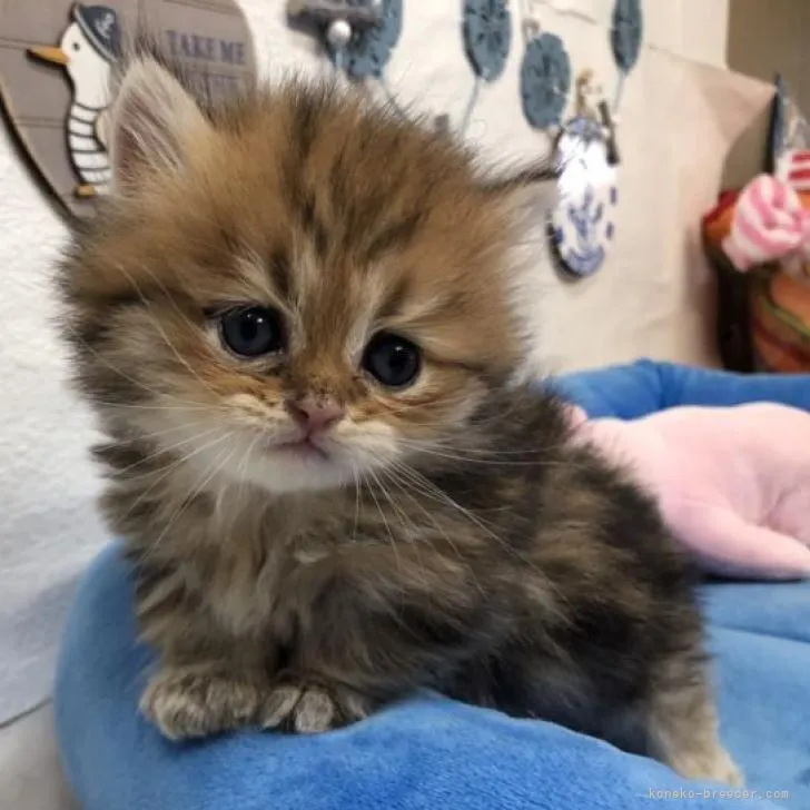 ID:2208-02336の子猫