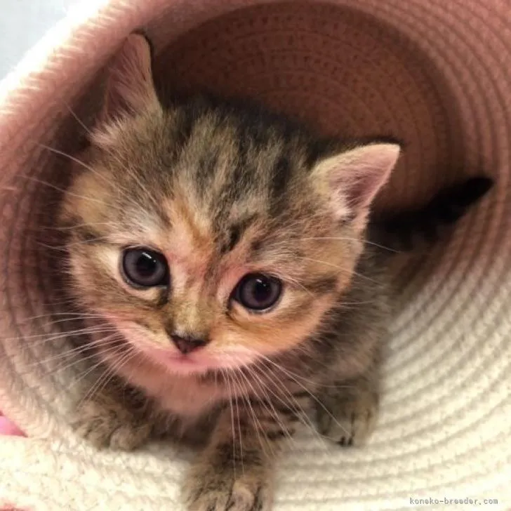 ID:2211-00489の子猫