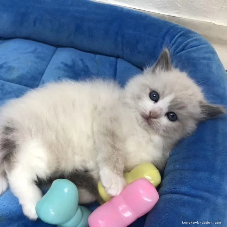 ID:2301-01774の子猫
