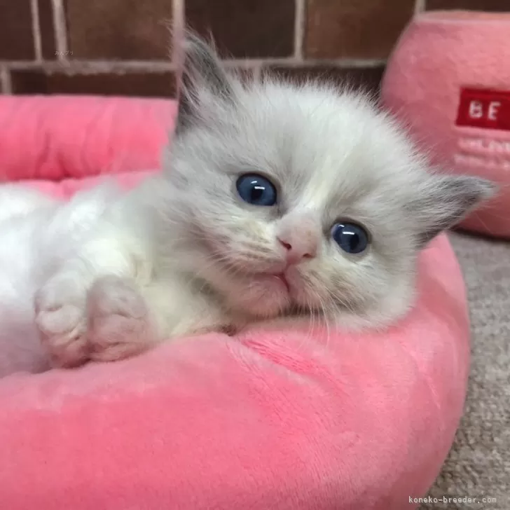 ID:2403-01021の子猫