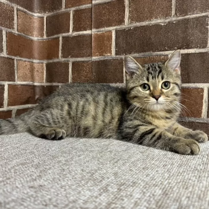 ID：2407-03367の子猫