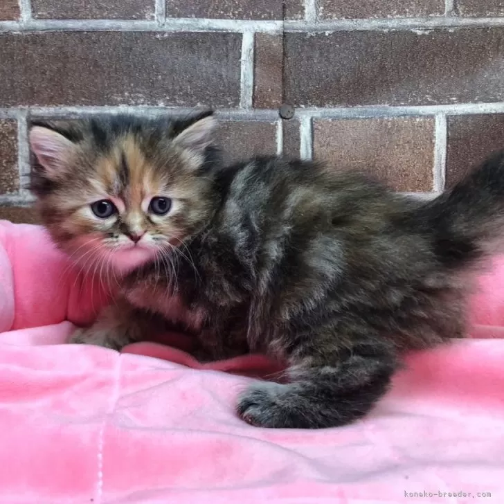 ID：2408-02348の子猫