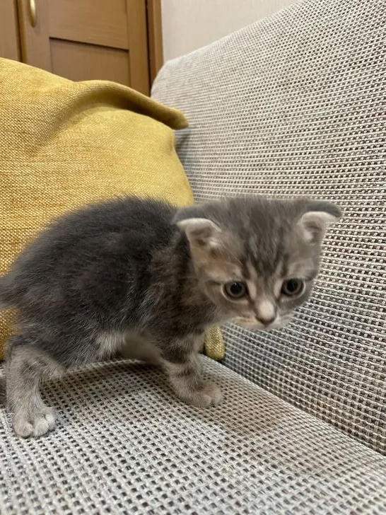 picolantan 様のお迎えした子猫