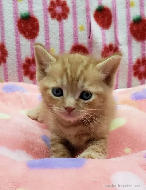 かえでこう 様のお迎えした子猫