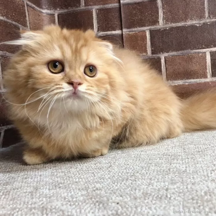 ID：2311-01013の子猫