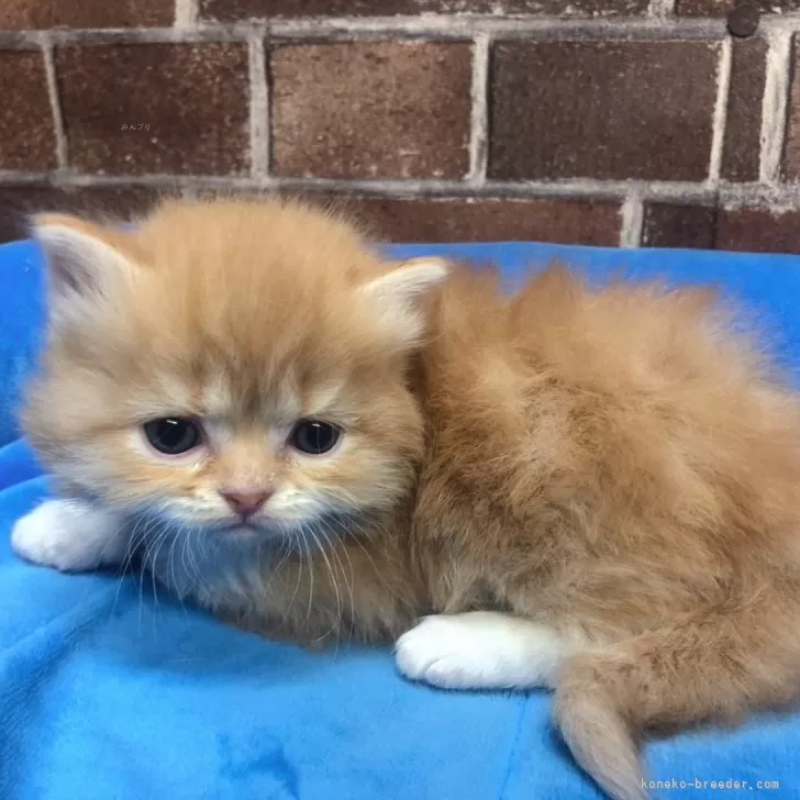 ID：2405-01209の子猫
