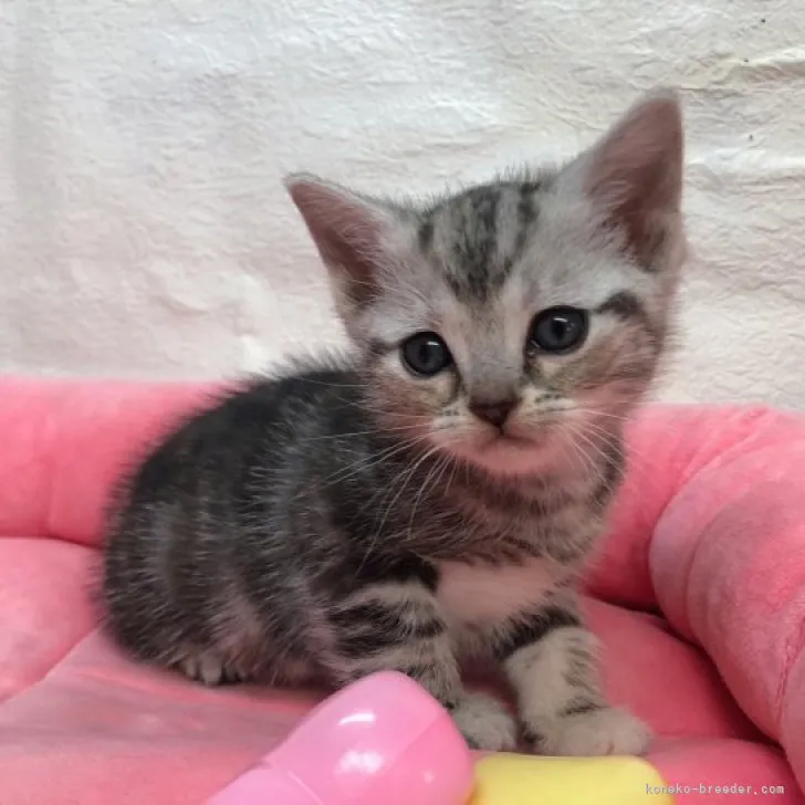 ID:2304-01258の子猫
