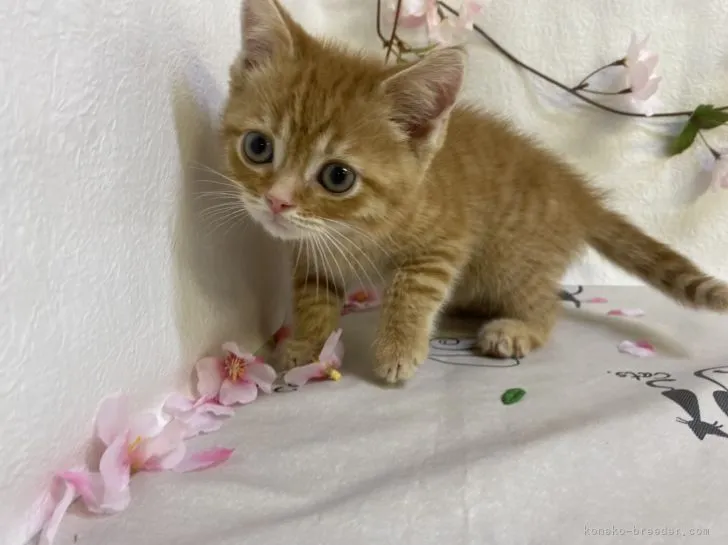 ID:2203-00047の子猫