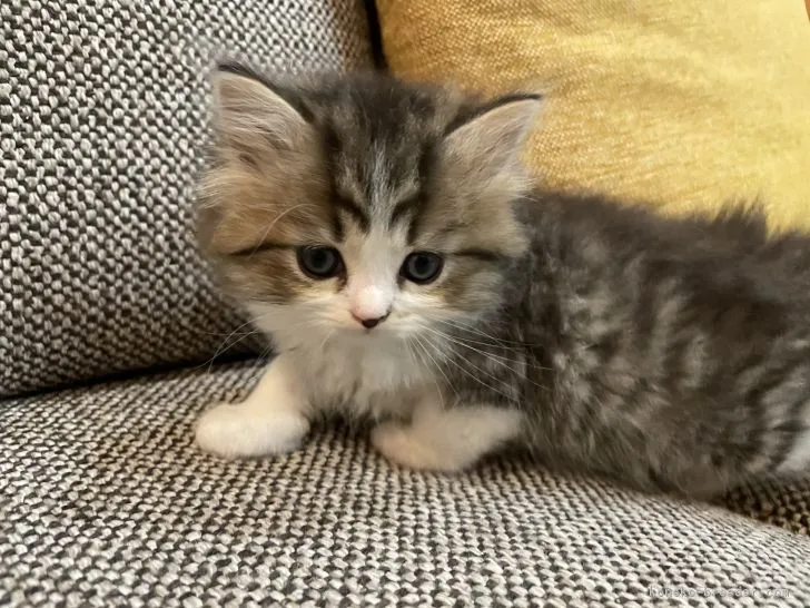 J.H 様のお迎えした子猫
