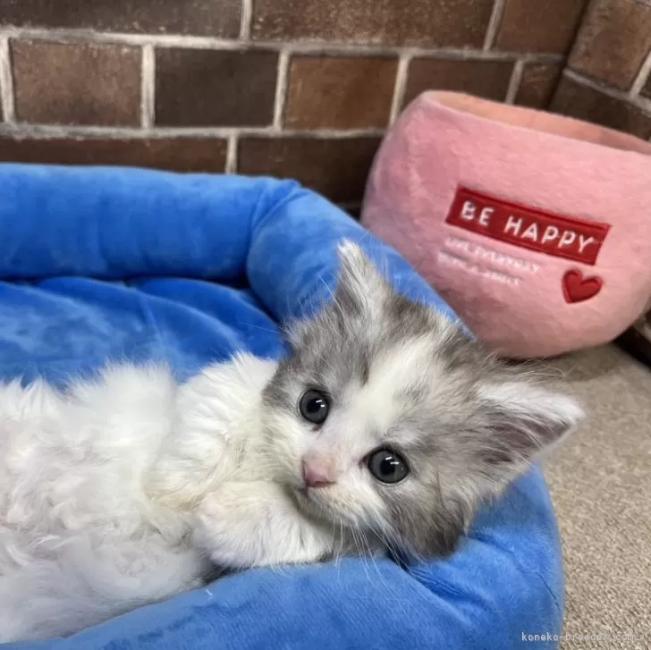 ID:2410-01765の子猫