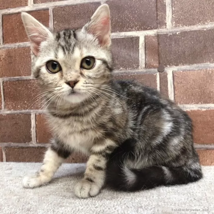 ID:2403-01800の子猫