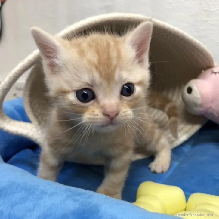 ID：2301-02189の子猫