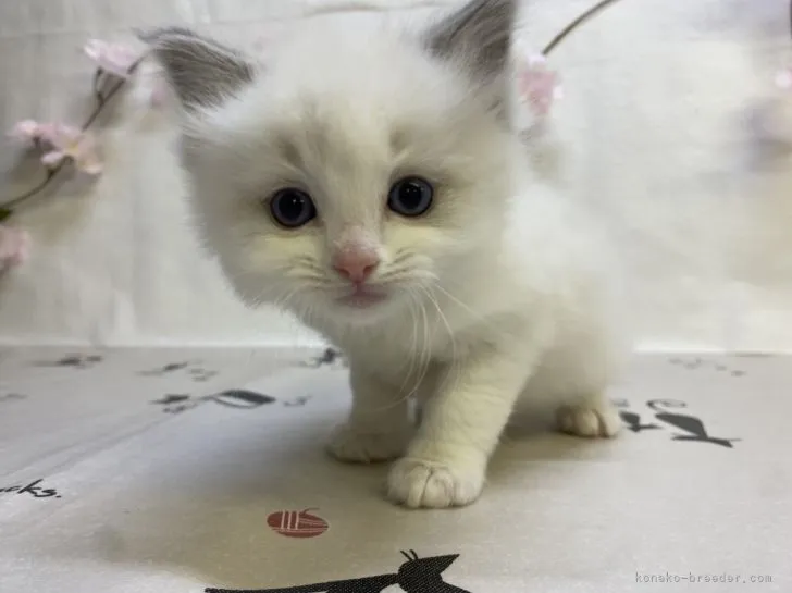ID：2203-01062の子猫