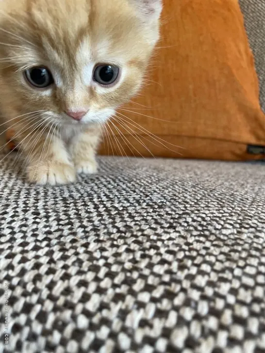 なゆ 様のお迎えした子猫