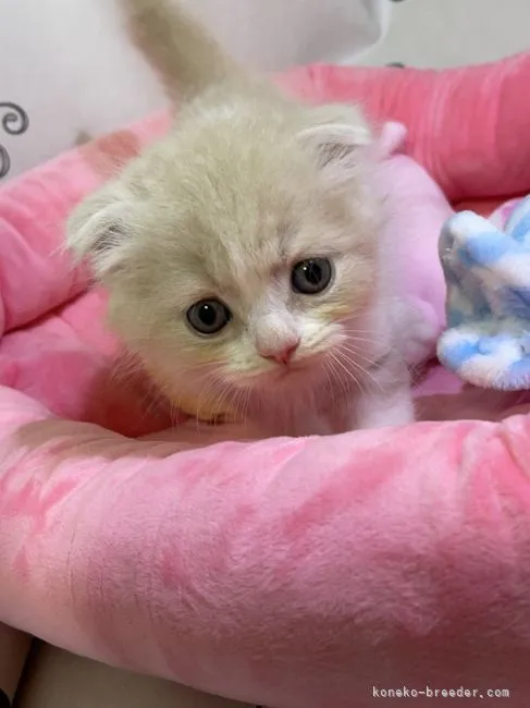 ID:2107-01506の子猫