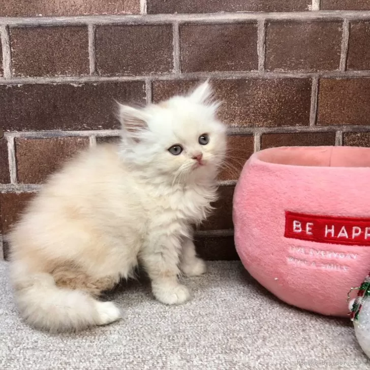 ID:2401-00694の子猫