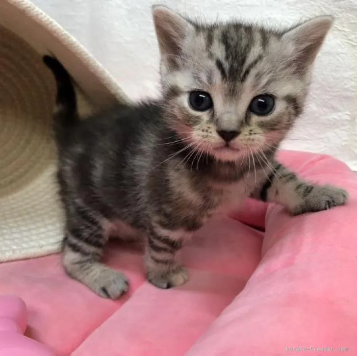 ID：2301-02115の子猫