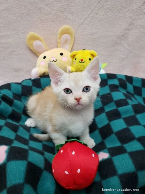 ID:2201-01052の子猫